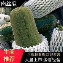 【推荐】福建丝瓜肉丝瓜大量上市中质量保证欢迎来电