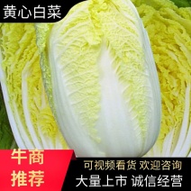 白菜湖北白菜黄心白菜一手货源量大从优欢迎咨询