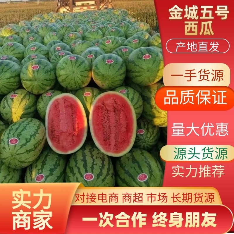 【推荐】金城5号西瓜新疆西瓜产地直供直发全国批发市场