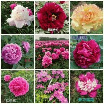 观赏芍药红色魅力阳光女孩，奶油碗，餐盘，亨利博客，加马