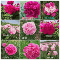观赏芍药珊瑚落日，莎拉，天使脸颊，戴安娜公园，御前表演