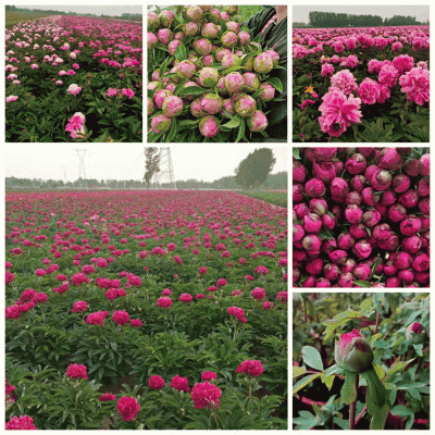 观赏芍药兰富士，杨妃出浴，粉芙蓉，芭次次，粉凌红花现挖