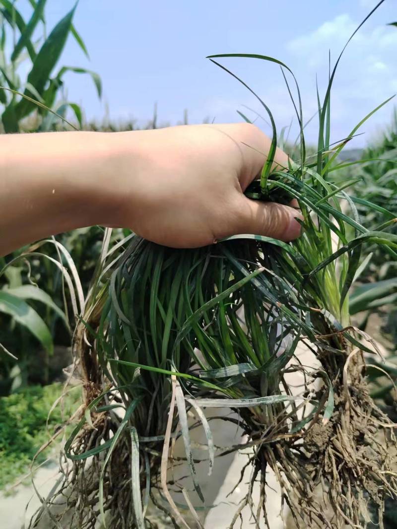 精品【麦冬草】产地直发，价格漂亮欢迎新老客户订购