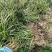 四川绵阳【细叶麦冬草】品种纯正提供技术产地直发