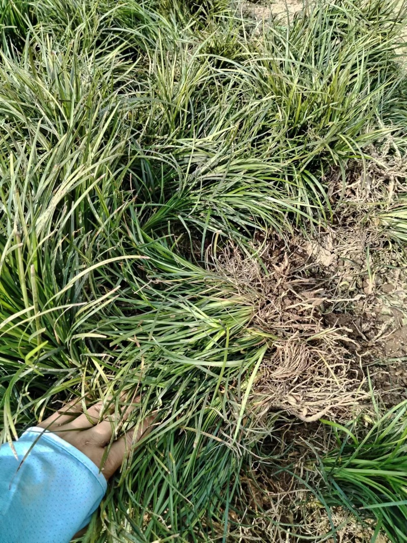 四川绵阳【细叶麦冬草】品种纯正提供技术产地直发