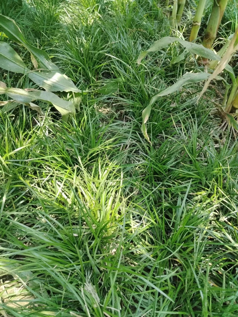 四川绵阳【细叶麦冬草】品种纯正提供技术产地直发