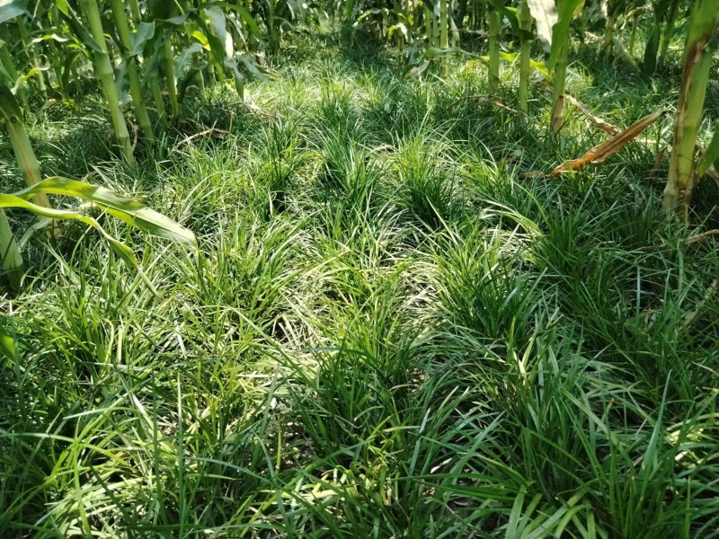 四川绵阳【细叶麦冬草】品种纯正提供技术产地直发
