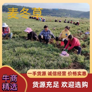 精品【麦冬草】产地直发，价格漂亮欢迎新老客户订购