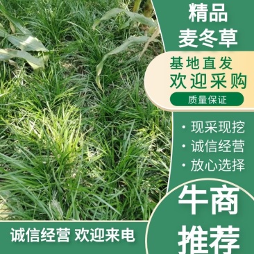 四川绵阳【细叶麦冬草】品种纯正提供技术产地直发