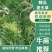 四川绵阳【细叶麦冬草】品种纯正提供技术产地直发