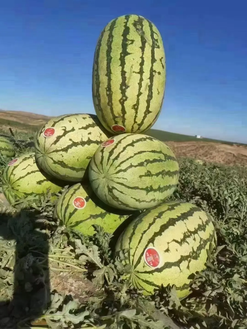 宁夏硒砂瓜，宁夏西瓜大量上市，品质保证，精选