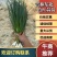 吉林东北一点红蒜苗大量上市，热销，热卖中