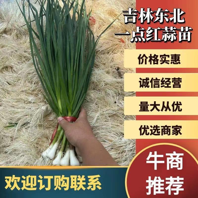 吉林东北一点红蒜苗大量上市，热销，热卖中
