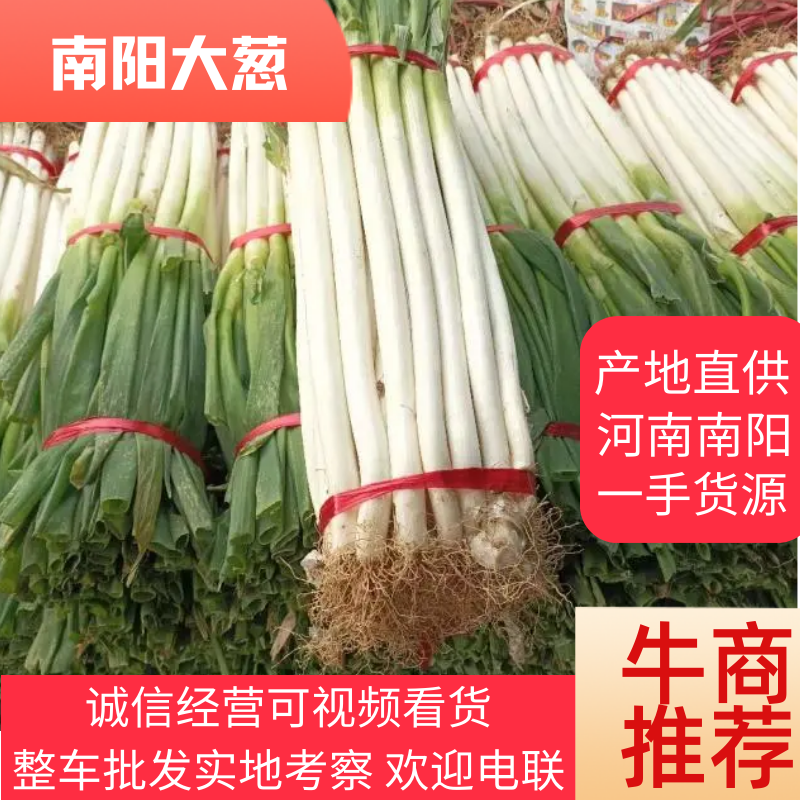 新野大葱钢葱大量有货，实地代办，欢迎采购商随时咨询。