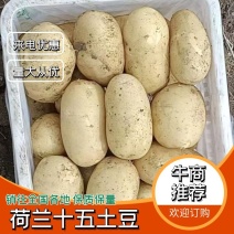 河北土豆大棚菏兰8062土豆两起单沟基地直供保质保量欢迎来电