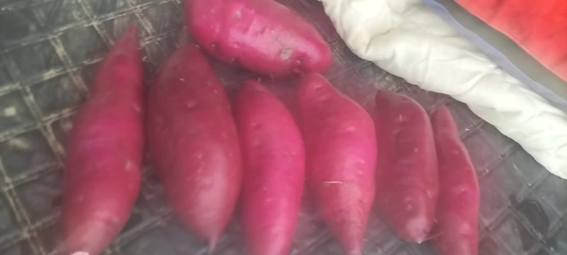 湖南008紫薯大量上市基地直发对接全国欢迎来电咨询