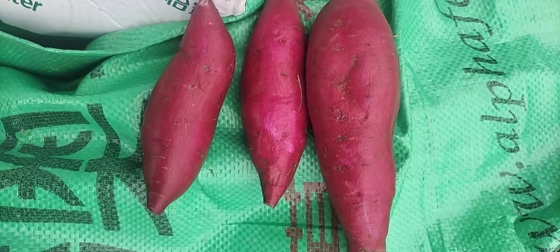 湖南008紫薯大量上市基地直发对接全国欢迎来电咨询