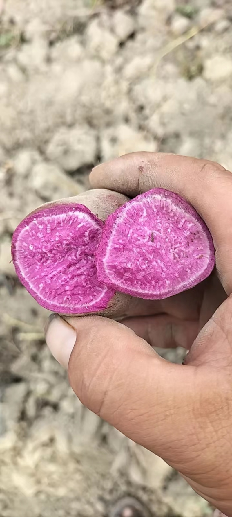 湖南008紫薯大量上市基地直发对接全国欢迎来电咨询
