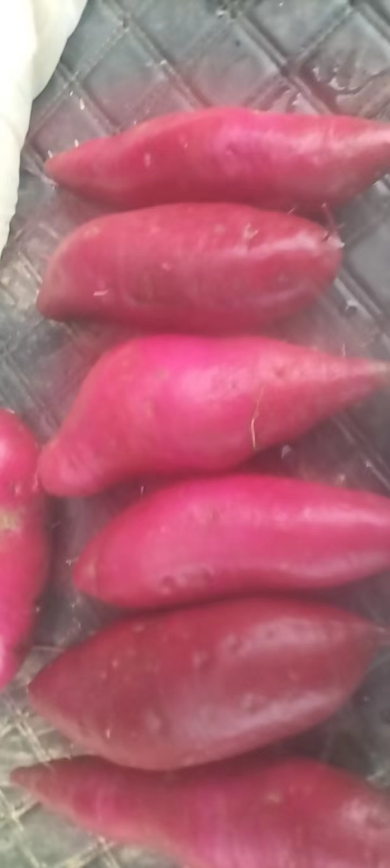 湖南008紫薯大量上市基地直发对接全国欢迎来电咨询