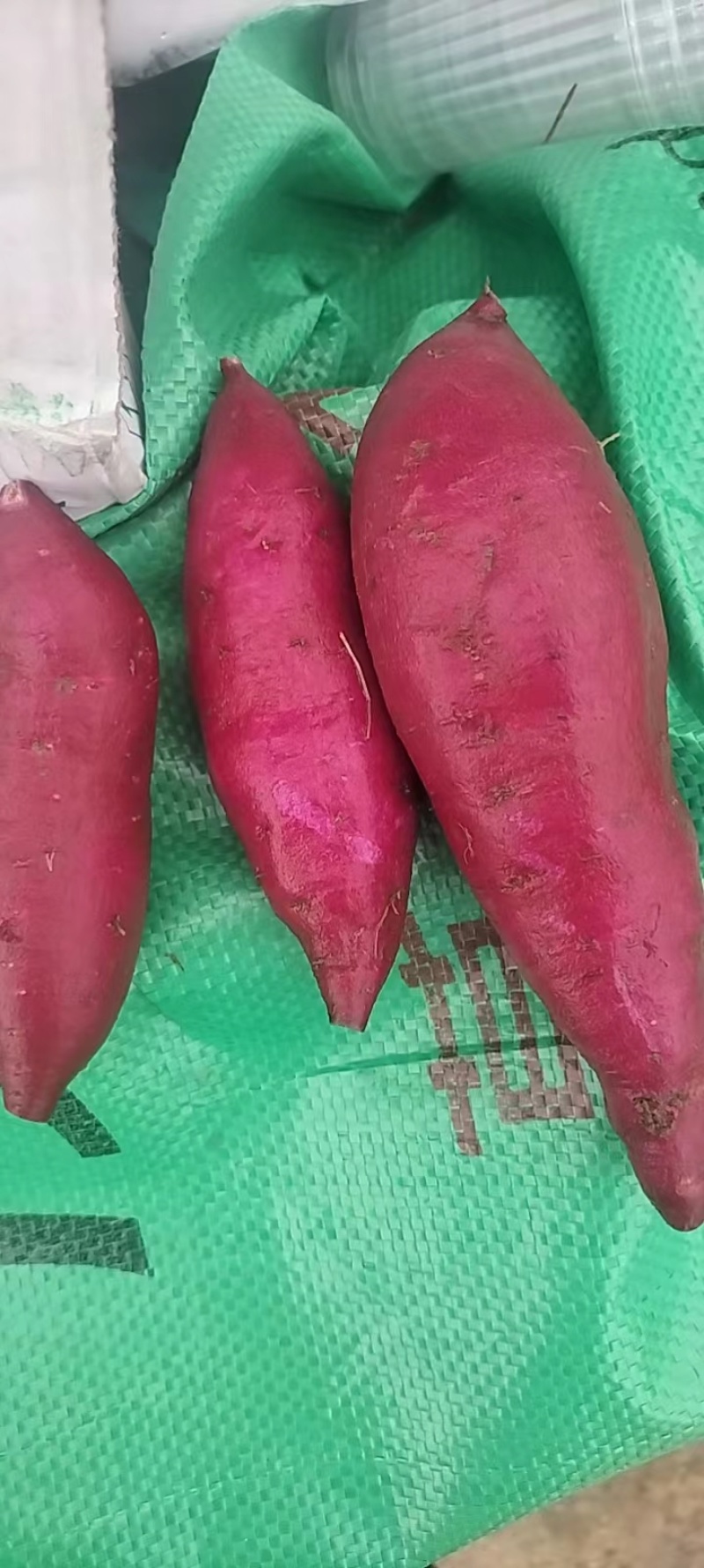 湖南008紫薯大量上市基地直发对接全国欢迎来电咨询