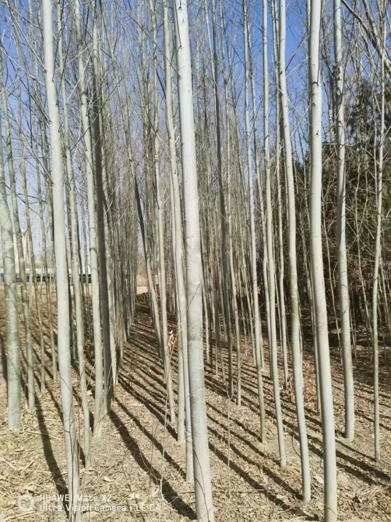 青杨，新疆杨，康定杨，川杨，河北杨，小叶杨