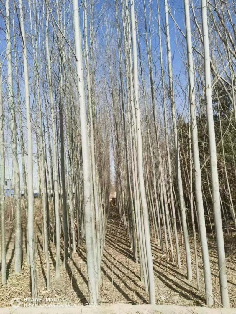 青杨，新疆杨，康定杨，川杨，河北杨，小叶杨