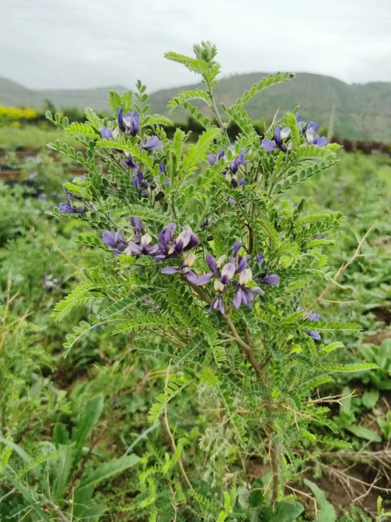 沙生槐