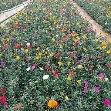 太阳花供应商