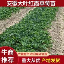 安徽淮南大叶红霞草莓苗大量有货，欢迎随时咨询实地考察