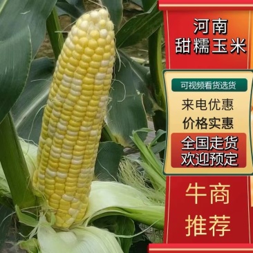 河南南阳甜糯玉米新鲜玉米白糯玉米，一手货源质量保证