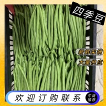 【推荐】湖北精品四季豆产地直供一手货源品质保证量大