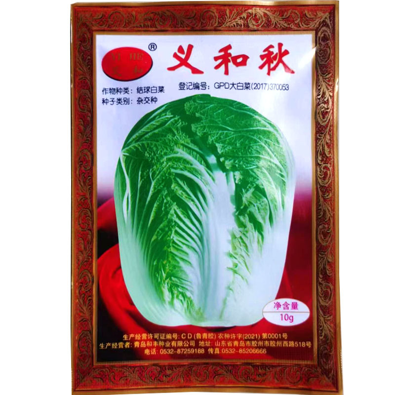 义和秋大白菜种子胶白8号义和78老品牌北方秋季精品