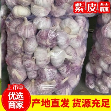 紫皮蒜大量供应专业储存大蒜对接电商市场代发全国量大从优