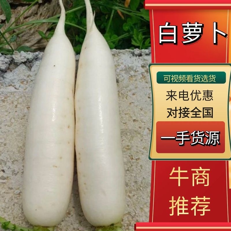白萝卜，高山精品，大量有货，价格优惠，欢迎大家咨询订购！