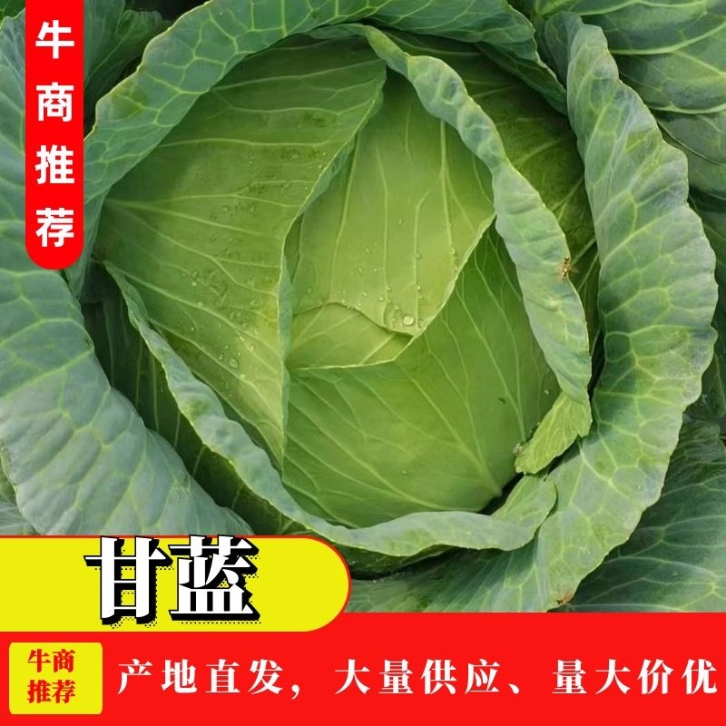 高山京丰一号，大量上市，保质保量，欢迎大家咨询订购！！！