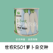 抗热基地优品世农板叶R501耐热白萝卜种子高产白萝卜种子