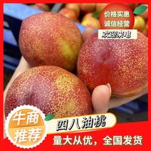 河北秦红油桃油桃产区规格齐全品种多样欢迎咨询合作