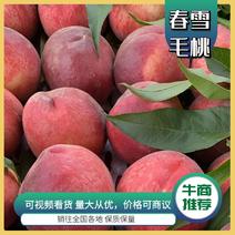 【春雪桃】河北秦皇岛产品种全规格多样代收全国市场