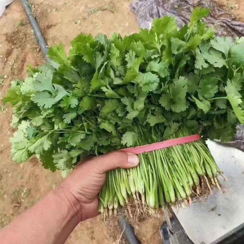 [真实报价]大叶香菜辽宁锦州大量上市，供应全国各地市场