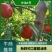 【中油四号】精品油桃对接电商市场商超量大优惠