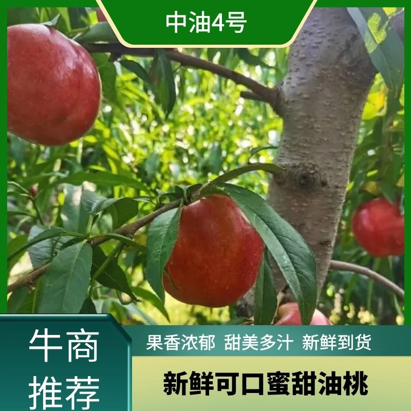 【中油四号】精品油桃对接电商市场商超量大优惠
