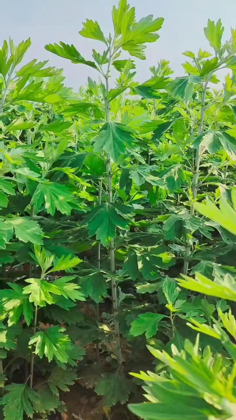 河南南阳本地艾草苗自家种植成活率高可视频看货欢迎联系