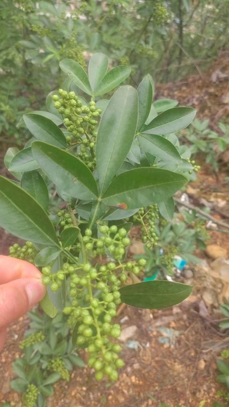 云南本地青花椒大量供应一手货源量大从优欢迎联系