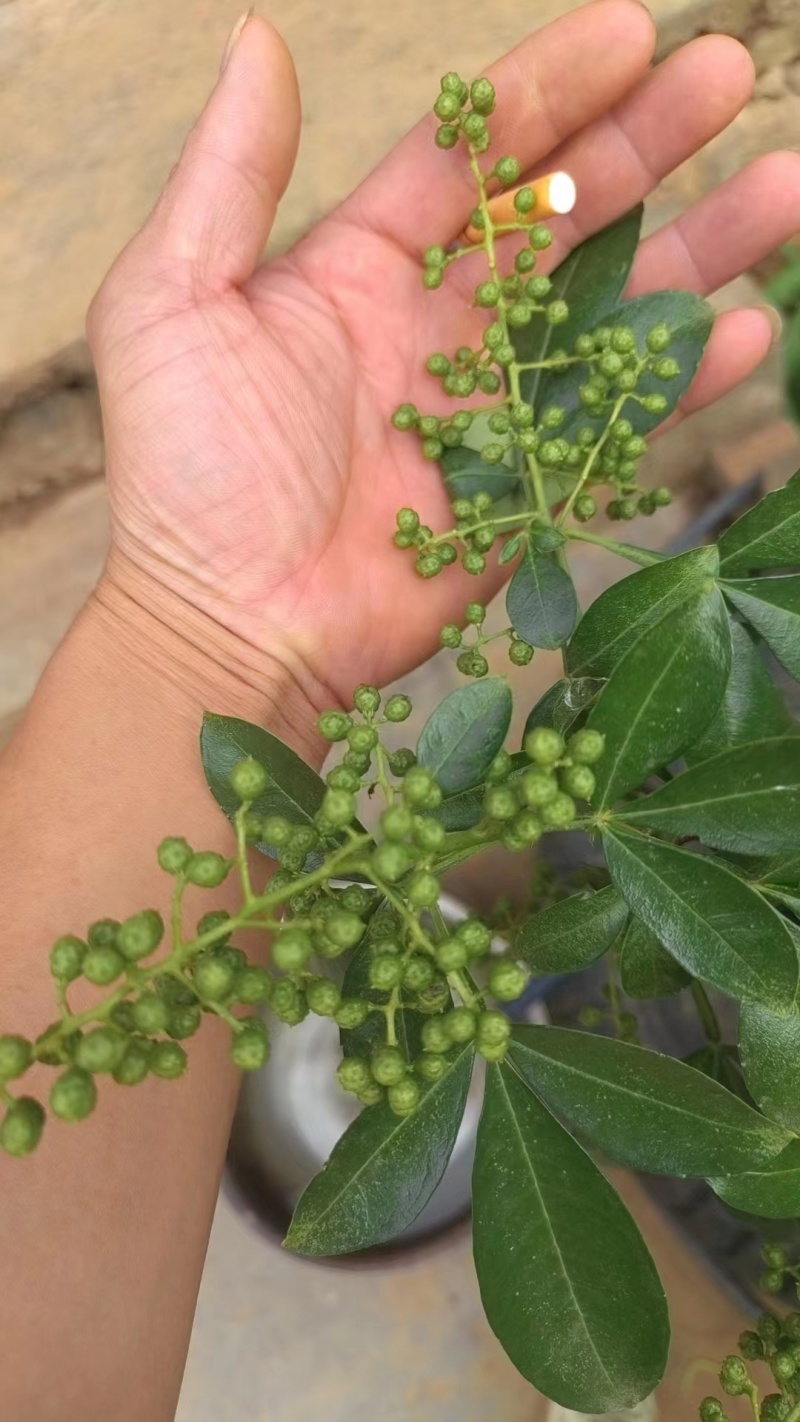 云南本地青花椒大量供应一手货源量大从优欢迎联系