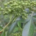 云南本地青花椒大量供应一手货源量大从优欢迎联系