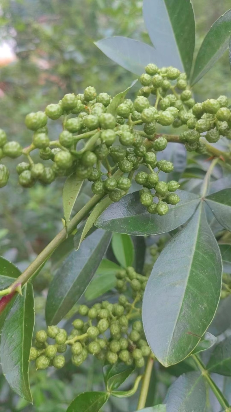 云南本地青花椒大量供应一手货源量大从优欢迎联系