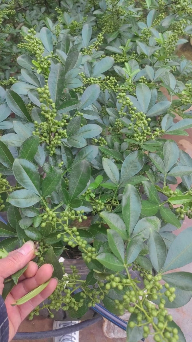 云南本地青花椒大量供应一手货源量大从优欢迎联系