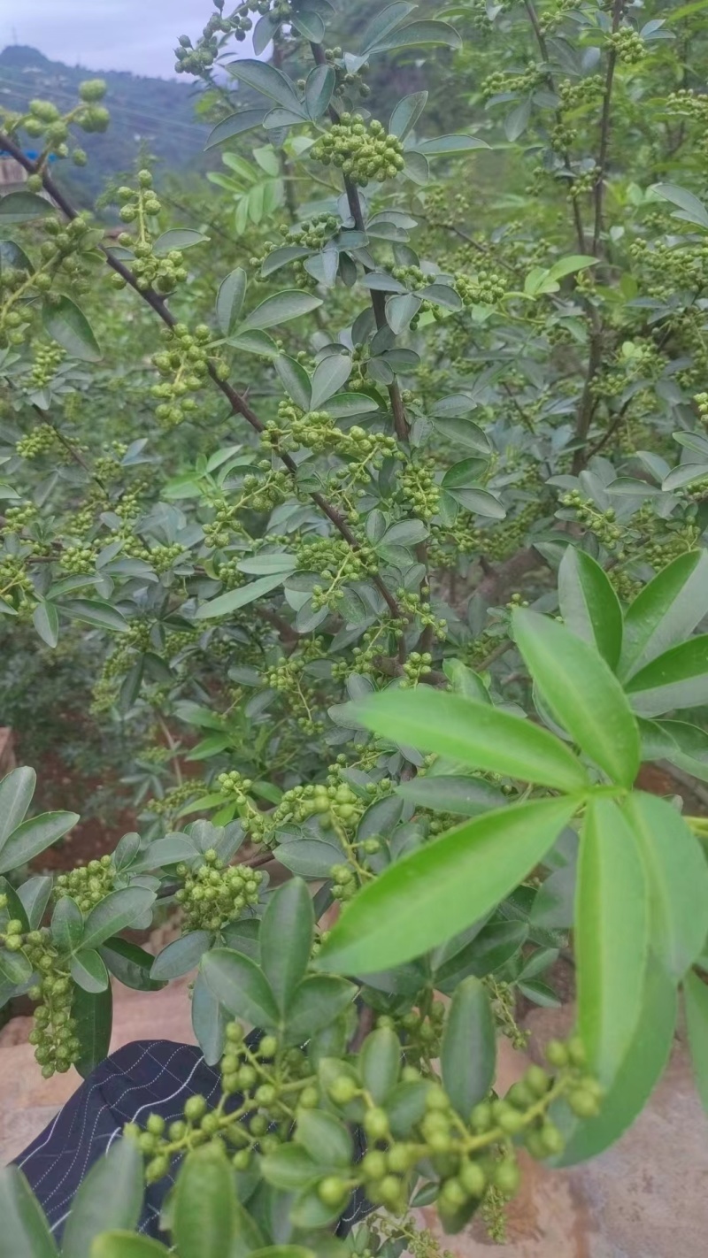 云南本地青花椒大量供应一手货源量大从优欢迎联系