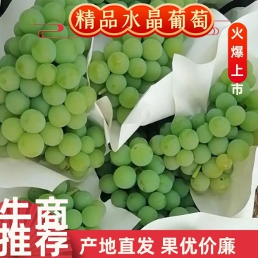 云南高原水晶葡萄口感香甜大量上市中欢迎采购
