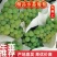 云南高原水晶葡萄口感香甜大量上市中欢迎采购